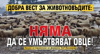 Добра вест за животновъдите: Няма да се умъртвяват овце!