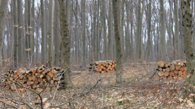 Кражба на дървесина и незаконен лов през последните седмици в