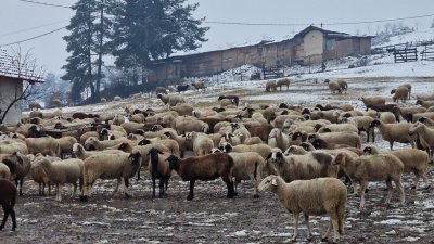 Няма да се умъртвяват животни от фермата във Велинград Стопанството