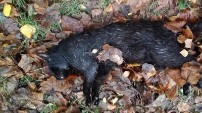Невиждана жестокост в Бургас! Изроди убиха 5 котки за една нощ