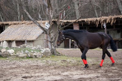 Мъж намери разчленени двете си кобили