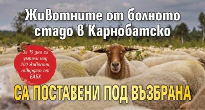 В четвъртък собственици на овцеферма в Карнобатско заявиха че всички