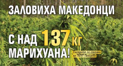 Заловиха македонци с над 137 кг марихуана!