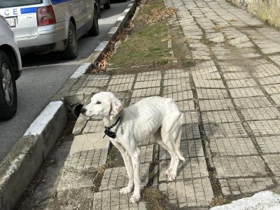 Търси се дом за кучето на изчезналия Ники 