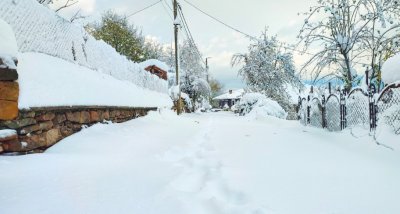 В област Велико Търново продължават проблемите с нападали дървета по