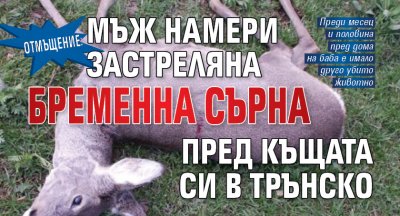 Отмъщение: Мъж намери застреляна бременна сърна пред къщата си в Трънско