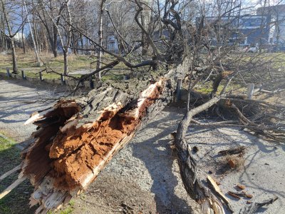 Ученичка осъди Столична община на 40 бона за паднало дърво върху нея