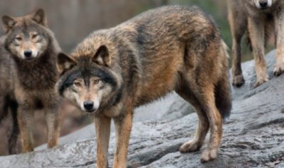 Швеция започна годишния си лов на вълци позволявайки да бъдат