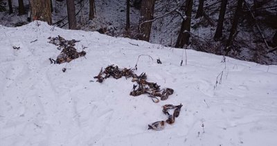 Птиците не са умрели от фойерверките в новогодишната нощ Това