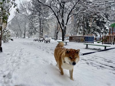 Идните дни става още по-студено, а снеговалежите са едва в началото