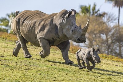 Бял носорог се роди в Белгия