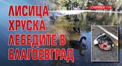 Лисица хруска лебедите в Благоевград (+18 СНИМКИ)