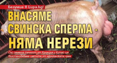 Безумие в Lupa.bg! Внасяме свинска сперма - няма нерези