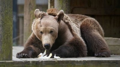 Първата мечка с мозъчна операция се събуди от зимен сън