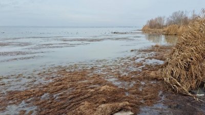 Паника във Варна: Защо водата в Черно море е червено-кафява?!