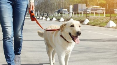 Сандански се грижи за животните: Стопаните да разхождат кучетата си само с повод