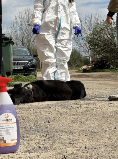 Емидемия гана е избухнала в един от най големите кучешки приюти