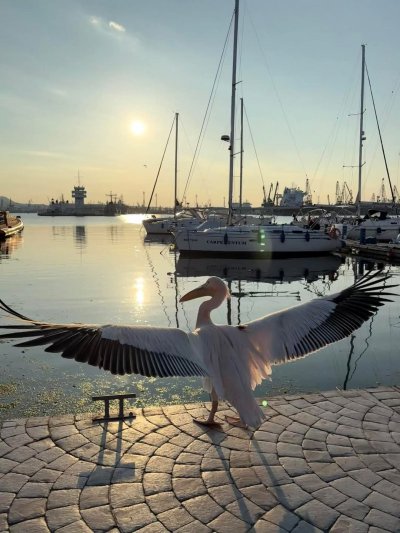 Розовият пеликан който миналата година се превърна в истинска атракция