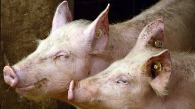 Нови случаи на Африканска чума по свинете в благоевградско