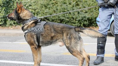 Следово куче е герой в спецакция в Бургас