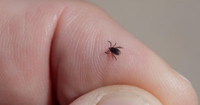 27 нахапани от кърлежи във Варненско само за седмица