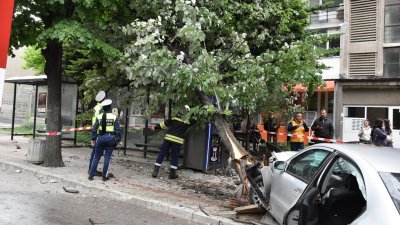 19-годишна шофьорка събори дърво върху автобусна спирка в Хасково (СНИМКИ)