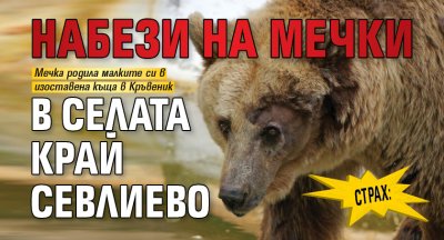 СТРАХ: Набези на мечки в селата край Севлиево 
