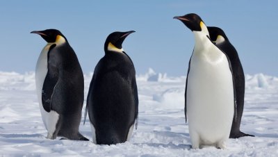11 пингвина се завърнаха в морето след дълго лечение 