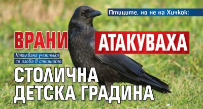 Птиците, но не на Хичкок: Врани атакуваха столична детска градина
