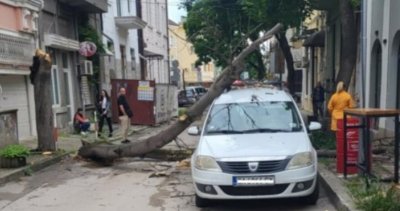 Дърво падна върху паркиран автомобил във Варна