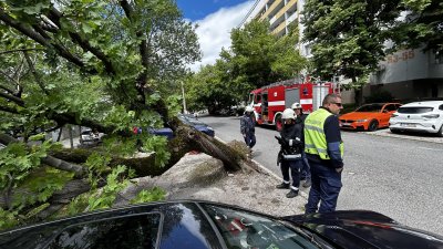 Силен вятър събори дърво върху паркиран автомобил в Хасково При