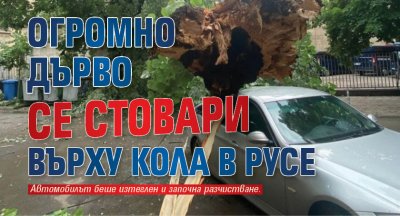 Огромно дърво се стовари върху кола в Русе