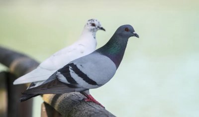 Два гълъба подлудиха самолет, върнаха го на гейта
