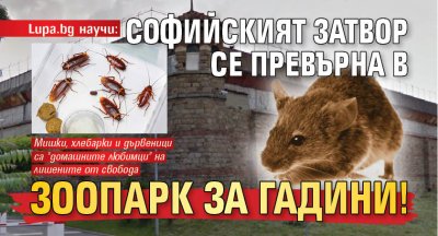 Lupa.bg научи: Софийският затвор се превърна в зоопарк за гадини!