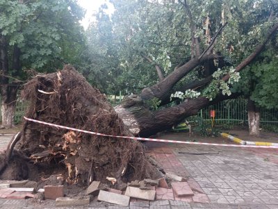 Огромно дърво падна в училищен двор в Пазарджик (СНИМКИ)