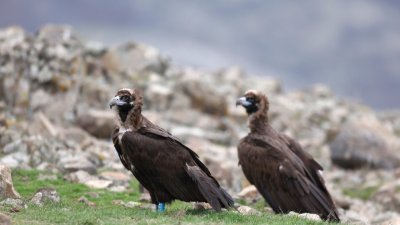 Нова група черни лешояди пристигна в Източните Родопи