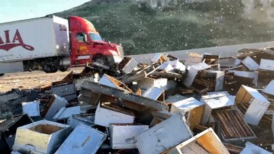 Камион с 250 млн. пчели се обърна на пътя