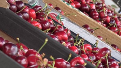 Глобиха търговци на череши заради спекула на Задушница