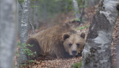 Почина туристът, нападнат от мечка в Северна Гърция