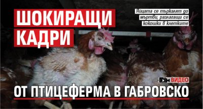 Шокиращи кадри от птицеферма в Габровско (ВИДЕО)