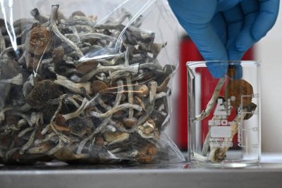 Нова Зеландия одобри употребата на халюциногенни гъби за медицински цели