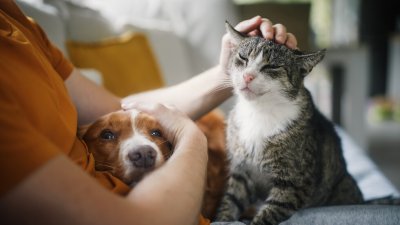 Как домашните любимци влияят на имунната ни система