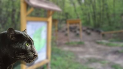 Шуменската управа: Намираме останки от животни, но не и хищника