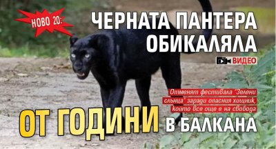 Ново 20: Черната пантера обикаляла от години в Балкана (ВИДЕО)