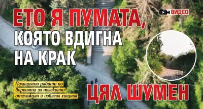 Ето я пумата, която вдигна на крак цял Шумен (ВИДЕО)
