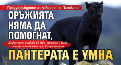 Предупреждение за ловците на "котката": Оръжията няма да помогнат, пантерата е умна 