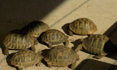 Откриха 7 шипоопашати костенурки в къща край Севлиево
