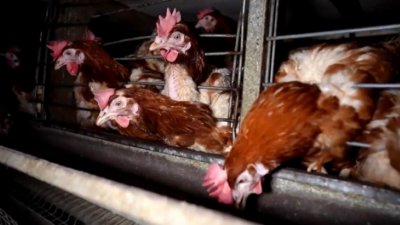 БАБХ затваря фермата за кокошки от филм на ужасите в село Крамолин