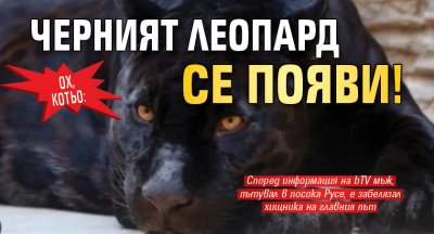 Ох, котьо: Черният леопард се появи!