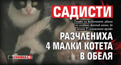 Садисти разчлениха 4 малки котета в Обеля (СНИМКА 18+)